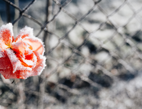 Varför lämnar hon inte bara?